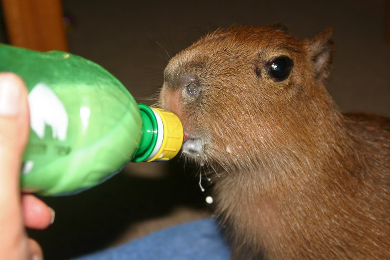 Baby capybara drinking from a bottle